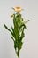 White helichrysum Straw flower bloomingÂ on white background